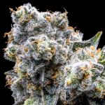 Grapes & Cream Feminised strain from Seedsman