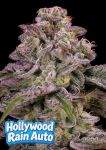 Hollywood Rain Auto strain from Anesia Seeds