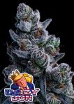 Dozy Don strain from Anesia Seeds