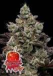 Caramel Apple Drip strain by Anesia Seeds