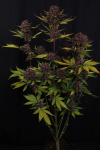 Purple Lemonade RF3 Auto strain by Fast buds