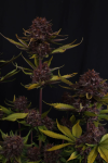 Purple Lemonade RF3 Auto strain by Fast buds