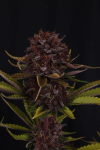 Purple Lemonade RF3 Auto strain by Fast buds
