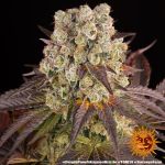 Purple Punch x Lemon Drizzle Feminized Seeds
