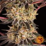 Purple Punch x Lemon Drizzle Feminized Seeds