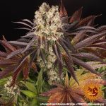 Purple Punch x Lemon Drizzle Feminized Seeds
