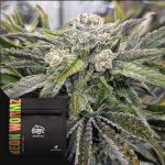 Neon Wormz Regular strain by Doja