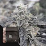 Melon Melange Regular strain by Doja