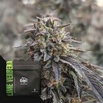 Lime Verbena Feminised strain by Doja