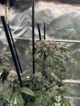 Gary Sherbet Feminised strain by Fast Buds