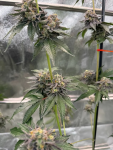 Gary Sherbet Feminised strain by Fast Buds