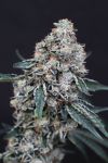 Quick Wash Feminised strain from Exotic Seed