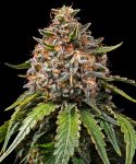 White Widow Regular strain from Barney's Farm