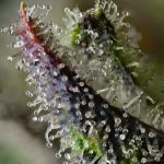 Skunk #1 Regular strain from Barney's Farm