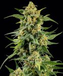 Skunk #1 Regular strain from Barney's Farm