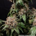 White Widow Regular strain from Barney's Farm