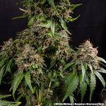 White Widow Regular strain from Barney's Farm