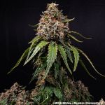 White Widow Regular strain from Barney's Farm