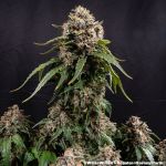 White Widow Regular strain from Barney's Farm