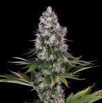 Northern Lights Regular strain from Barney's Farm