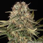 Master Kush Regular strain from Barney's Farm
