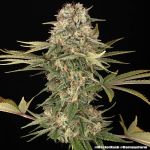 Master Kush Regular strain from Barney's Farm