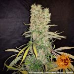 G13 Haze Regulär Samen