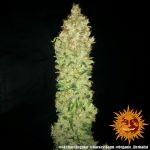 G13 Haze Regulär Samen