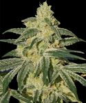 Afghan Hash Plant Regular strain from Barney's Farm