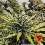Afghan Hash Plant Regular strain from Barney's Farm