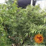 Afghan Hash Plant Regular strain from Barney's Farm