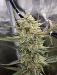 Bruce Banner Auto Feminised Seeds - BULK