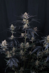 Guava Runtz Auto strain by Fast Buds