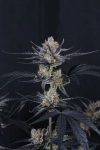 Guava Runtz Auto strain by Fast Buds
