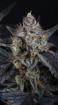 Guava Runtz Auto strain by Fast Buds