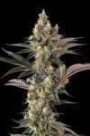 Tostones Feminised strain by Compound Genetics