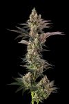 Tostones Feminised strain by Compound Genetics