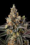 Tostones Feminised strain by Compound Genetics