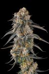 Solazo Feminised strain by Compound Genetics