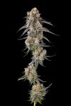 Solazo Feminised strain by Compound Genetics