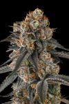 Solazo Feminised strain by Compound Genetics