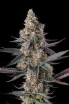 Shake Back Feminised strain by Compound Genetics