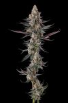 Shake Back Feminised strain by Compound Genetics