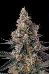 Shake Back Feminised strain by Compound Genetics