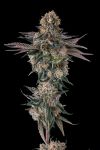 Orange Moon Feminised strain by Compound Genetics