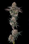 Orange Moon Feminised strain by Compound Genetics