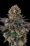 Orange Moon Feminised strain by Compound Genetics