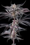 Nakamarra Feminised strain by Compound Genetics