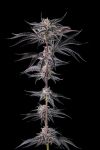 Nakamarra Feminised strain by Compound Genetics