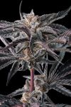 Nakamarra Feminised strain by Compound Genetics